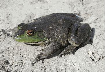 ウシガエル