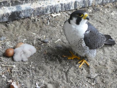 ヒナ2羽と親鳥