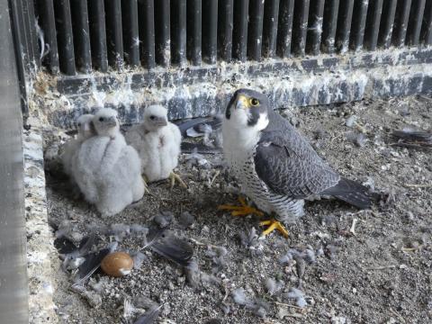 親鳥と大きくなってきた3羽のヒナ