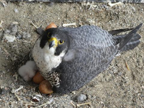 ハヤブサの親鳥とヒナと卵