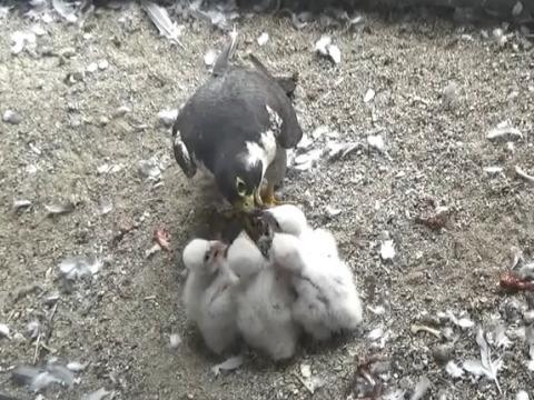 親から餌をもらうハヤブサのヒナ（令和3年4月28日撮影）