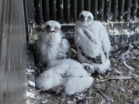 ハヤブサのヒナの様子（令和3年5月13日撮影）