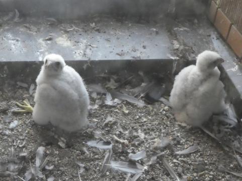 ハヤブサのヒナの様子（令和3年5月6日撮影）