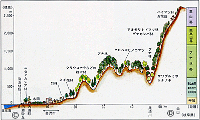 花芽地方の植生横断図