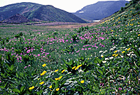 高山植物群落（白山お花畑）写真