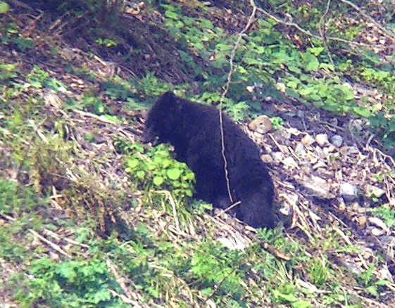 石川県 ツキノワグマとの出会い事故にご注意ください