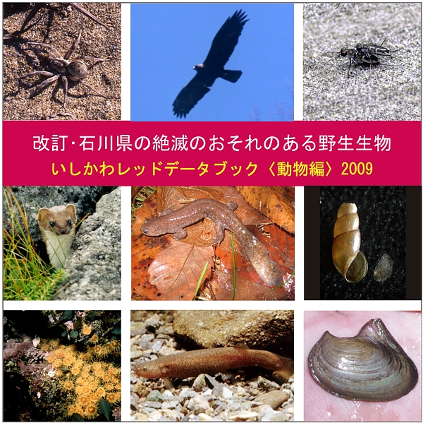 写真：上左からイソコモリグモ、イヌワシ、イカリモンハンミョウ     中左から オコジョ、アベサンショウウオ、クビキレガイモドキ     下左から  ムツサンゴ、ホトケドジョウ、カラスガイ