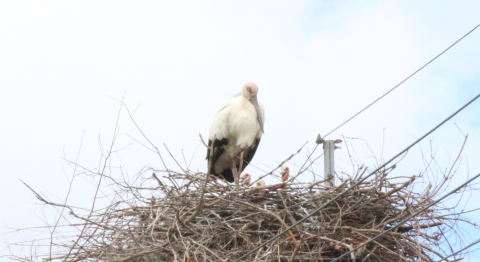 電柱上に営巣した親と巣から頭を出す3羽のヒナの写真