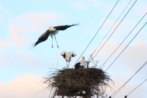 成長し、巣立ちを迎えた3羽のヒナの写真、1羽が飛び立っているようす