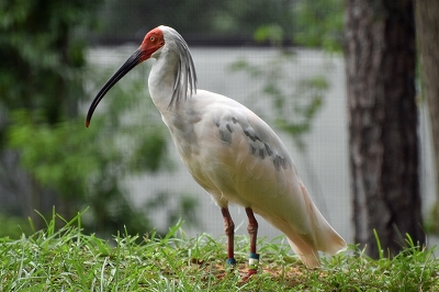 トキってどんなトリ？