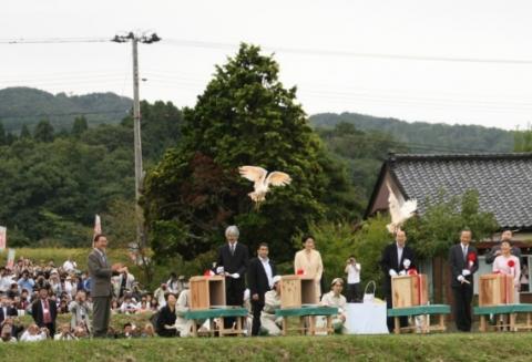 佐渡での野生放鳥の様子