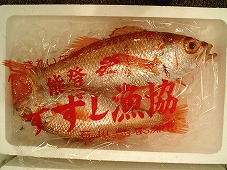 石川県漁協すず支所のノドグロ