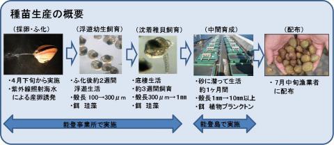 トリガイ生産過程