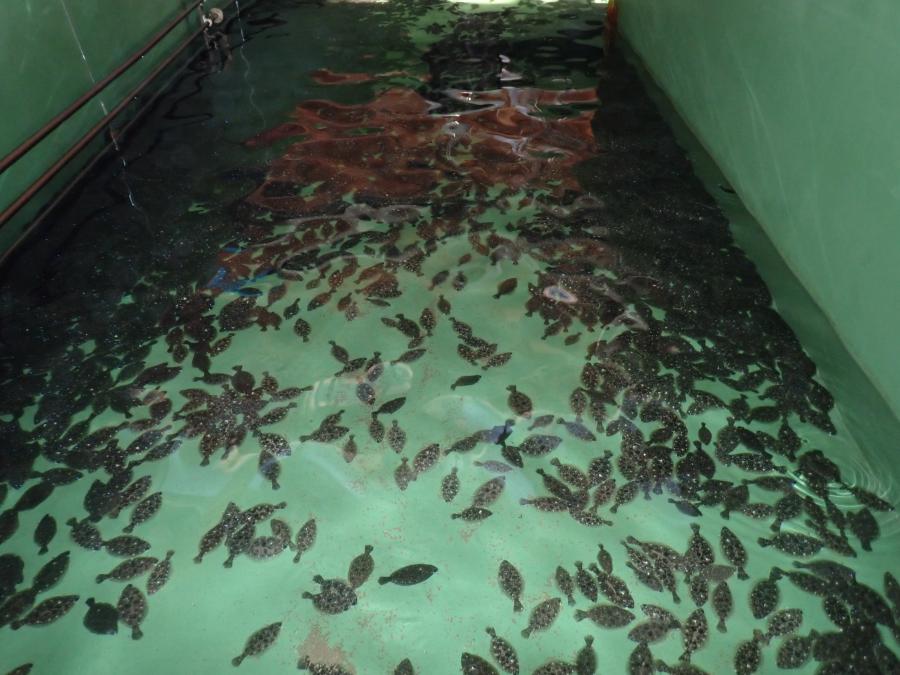 ヒラメ種苗生産の飼育風景