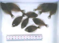 ヒラメ稚魚（6cm）