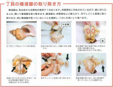 石川県 丁貝 テイガイ ツブ貝 による食中毒を防止しましょう