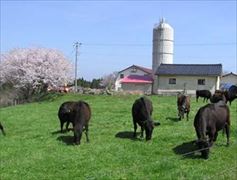 繁殖雌牛の放牧