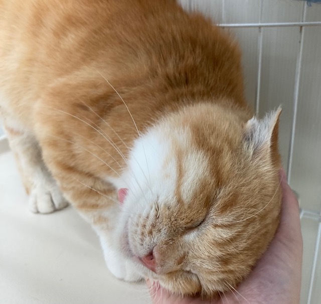 猫1