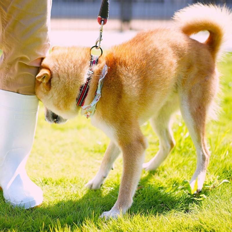 犬1