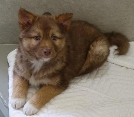 犬2