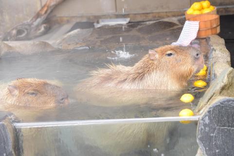 ゆず湯に浸かるカピバラ